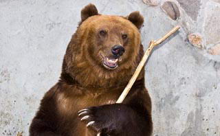 Бурый медведь с палкой