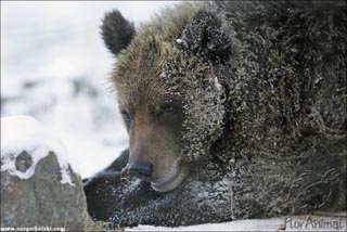 Бурый медведь в снегу