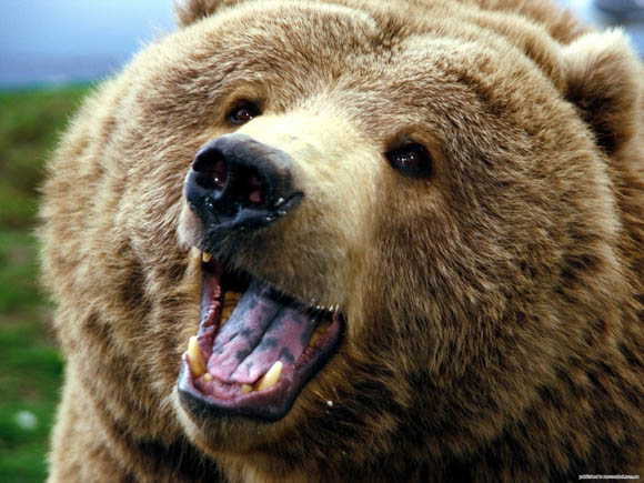 Медведь с улыбкой