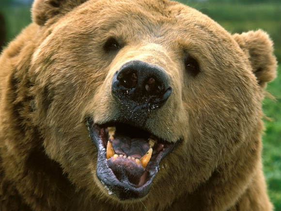 Медведь с доброй улыбкой