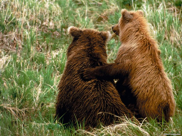 Медведи-братья