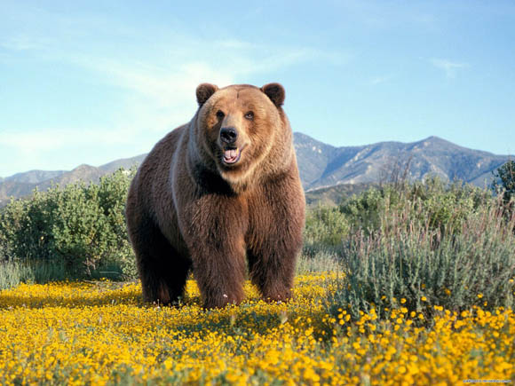 Медведь. Большой и жирный