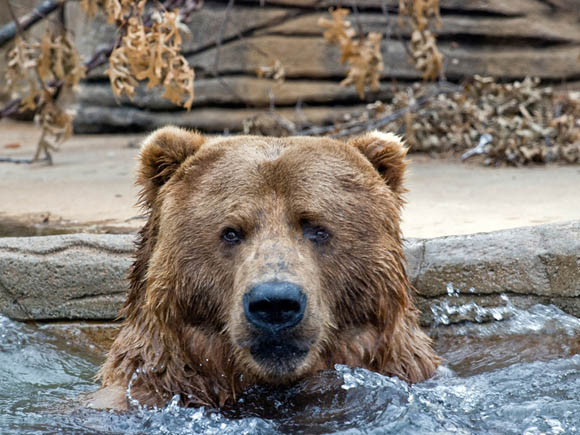 Медведь. Медведи любят купаться